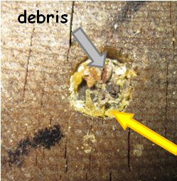 resin-debris